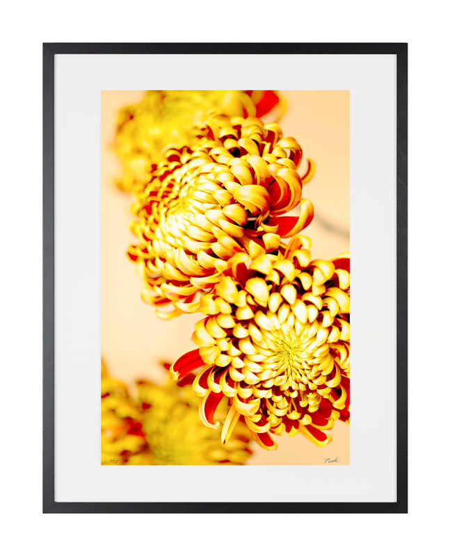 Flower Photo 22 CATALOG All Products | アートと花の写真